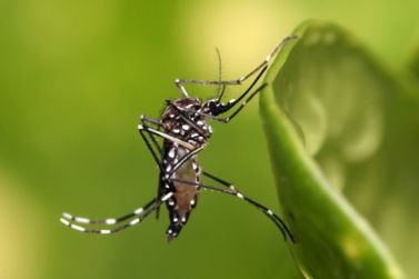 Guaratuba registra 9 casos de dengue nas últimas duas semanas