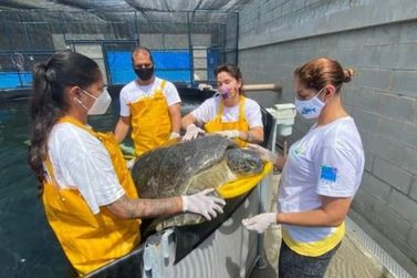 Animal marinho mais velho registrado pelo LEC foi resgatado em Guaratuba em 2021