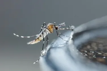 Guaratuba registra mais 344 casos de dengue na última semana