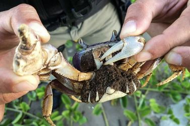 Proibição da captura de caranguejo-uçá começa nesta sexta-feira (15)