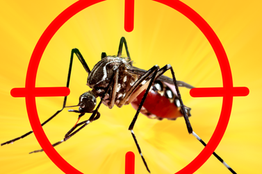 Dengue em Guaratuba: diminuição da doença será gradativa após 40 dias de frio