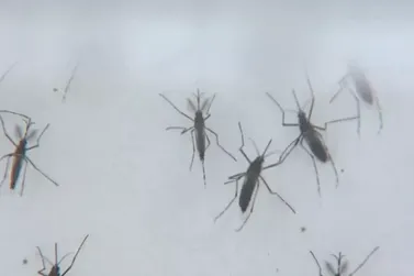 Guaratuba passa a marca dos 2 mil casos de dengue no novo boletim 