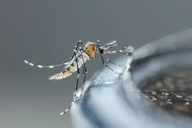 Guaratuba registra mais 869 casos de dengue na última semana