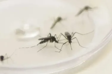Guaratuba tem mais de mil casos de dengue em uma semana, segundo boletim