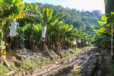 Fungo amea&ccedil;a produ&ccedil;&atilde;o de banana nanica