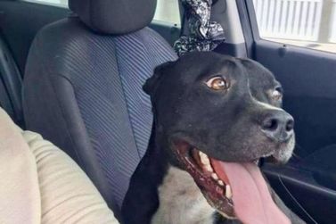 Fuga de c&atilde;es no Cohapar 2: Irm&atilde; de Bull Terrier desaparecida
