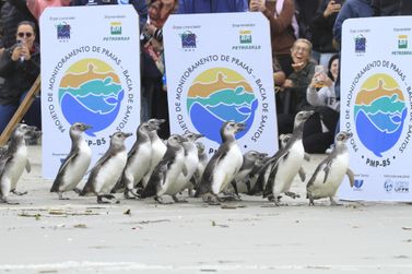Pinguins reabilitados retornam ao mar em evento com educa&ccedil;&atilde;o ambiental