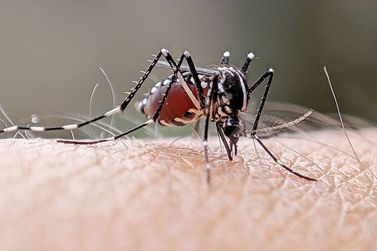 Guaratuba segue com dois diagn&oacute;sticos de dengue no novo informe