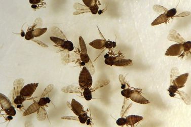Guaratuba inicia pesquisa com aplica&ccedil;&atilde;o de produto para controle do maruim