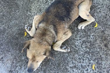 Homem &eacute; preso ap&oacute;s espancar cachorro na orla de Guaratuba