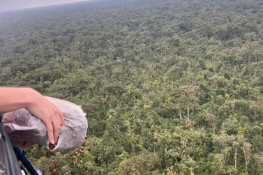 IAT lan&ccedil;a sementes de ju&ccedil;ara no Parque do Bogua&ccedil;u e litoral