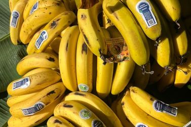 Agricultor conquista 1&ordf; certifica&ccedil;&atilde;o de banana org&acirc;nica em Guaratuba