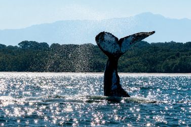 Avistamentos de baleias-jubarte se tornam frequentes no litoral do PR