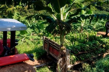 Guaratuba lidera a bananicultura no Paran&aacute;