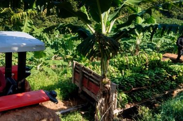 Maior produtora do PR, Guaratuba ganha 1&ordm; certificado de banana org&acirc;nica