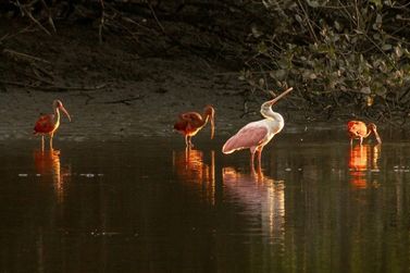 Concurso fotogr&aacute;fico busca novos olhares sobre a biodiversidade de Guaratuba