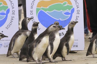 Nove pinguins reabilitados retornam ao mar no Paran&aacute;