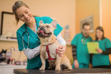 Vet M&oacute;vel far&aacute; 1.500 atendimentos para pets em Guaratuba