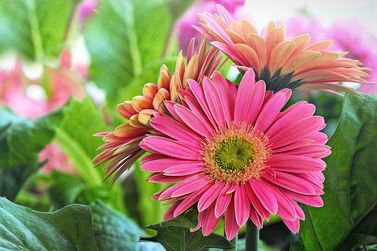 Guaratuba ter&aacute; flores, m&uacute;sica e atividades para crian&ccedil;as no fim de semana