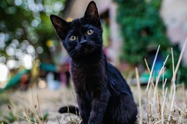 Superstições são causa de crimes de maus tratos contra gatos pretos