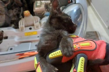 Bombeiros resgatam gatinho que fica preso em motor de carro 