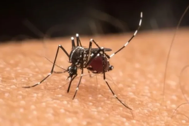 Primeira morte por dengue em 2024 em MG é registrada em Monte Belo