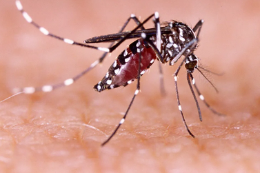 Guaxupé tem 225 casos confirmados de Dengue em 2024
