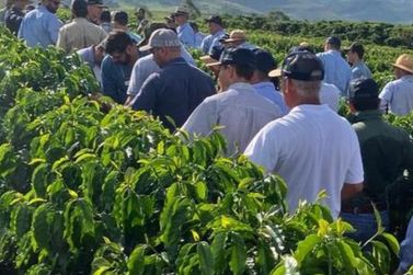 Apresentados resultados iniciais do desempenho de novas cultivares de café em MG