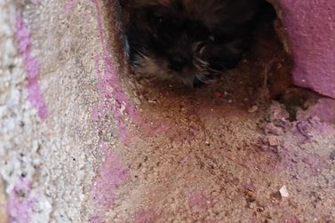 Bombeiros resgatam filhote de cachorro preso em buraco