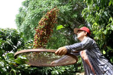 Epamig orienta produtores para colheita do café