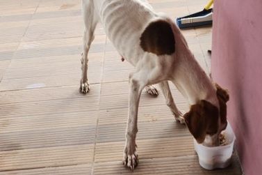 ONG Vida Sem Voz faz apelo urgente por doa&ccedil;&otilde;es para manter cuidados com c&atilde;es
