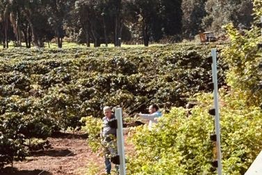 Prefeitura confirma nova vistoria ap&oacute;s reclama&ccedil;&otilde;es de odor em cafezal de Ibaiti