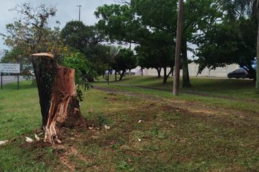 Temporal provoca queda de &aacute;rvores e mobiliza equipes durante a madrugada em Ibaiti