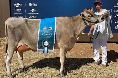 Três vacas de Ibertioga são premiadas em evento internacional