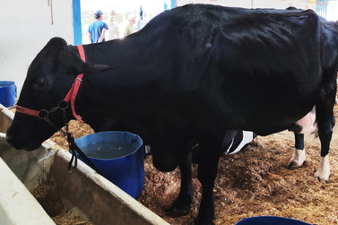 Vaca Jumenta vence o 49&ordm; Concurso Leiteiro com um novo recorde