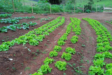 Escola de Santa Rita de Ibitipoca cultiva hortali&ccedil;as com apoio da Emater