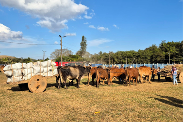 Festival de Carros de Boi de Ibertioga acontecer&aacute; entre 16 e 19 de julho