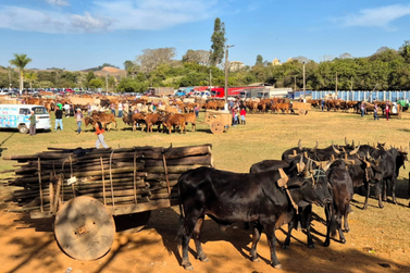 Festival de Carros de Boi e Expo Ibertioga 2026: confira a programa&ccedil;&atilde;o completa