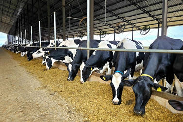 Da fazenda para a assist&ecirc;ncia t&eacute;cnica: Ibertioga recebe encontro sobre leite
