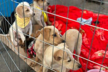 Munic&iacute;pio de Parob&eacute; promove Feira de Ado&ccedil;&atilde;o de C&atilde;es neste s&aacute;bado (18)