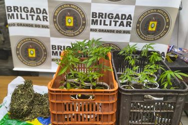 Brigada Militar apreende 22 p&eacute;s de maconha durante atendimento de ocorr&ecirc;ncia em Rolante