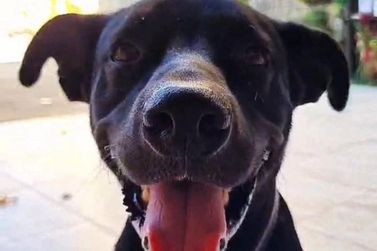 Tutor pede ajuda para encontrar cachorro desaparecido em Ipatinga