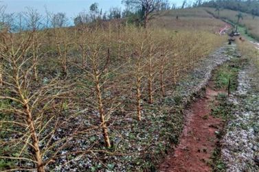 Chuvas de granizo já atingiram 51 mil hectares de lavouras em MG neste mês
