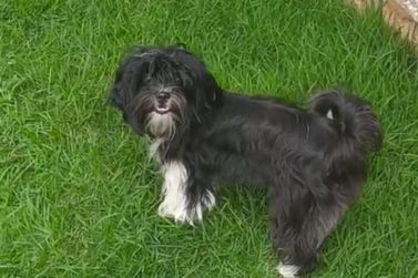 Tutora oferece recompensa para quem encontrar cadela desaparecida em Ipatinga