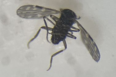 Fabriciano realiza estudo do mosquito transmissor da Febre Oropouche