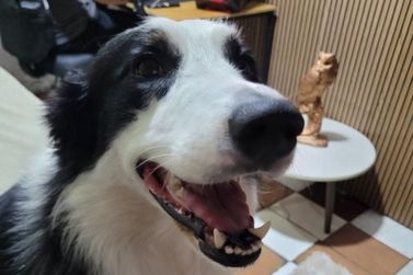 Tutor procura cachorro de estima&ccedil;&atilde;o em Ipatinga