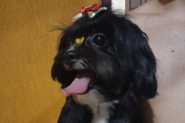 Cadela desaparece no bairro Beth&acirc;nia, em Ipatinga