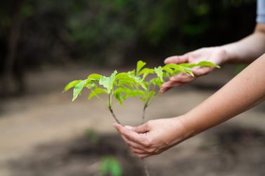 Usiminas avan&ccedil;a no plantio de 15 mil mudas e refor&ccedil;a cintur&atilde;o verde em Ipatinga