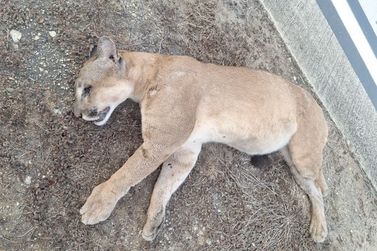 On&ccedil;a &eacute; encontrada morta &agrave;s margens da BR-381, em trecho entre Ant&ocirc;nio Dias e Jaguara&ccedil;u