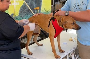 Ipatinga inicia campanha de vacina&ccedil;&atilde;o antirr&aacute;bica para c&atilde;es e gatos em diversos bairros